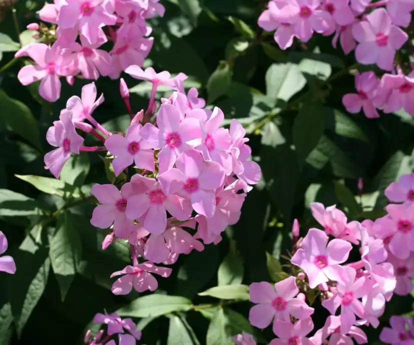 Płomyk wiechowaty: Kiedy sadzić? Wiosna czy jesień? Sprawdź!