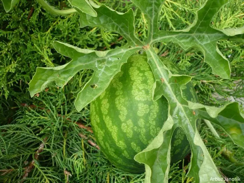 Gdzie rosną arbuzy? Znajdź najsłodsze i wybierz idealny owoc!