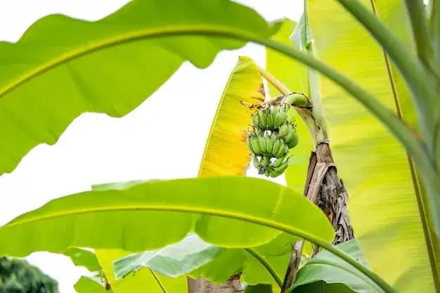 Nawóz z banana do jakich kwiatów – odkryj najlepsze rośliny do nawożenia