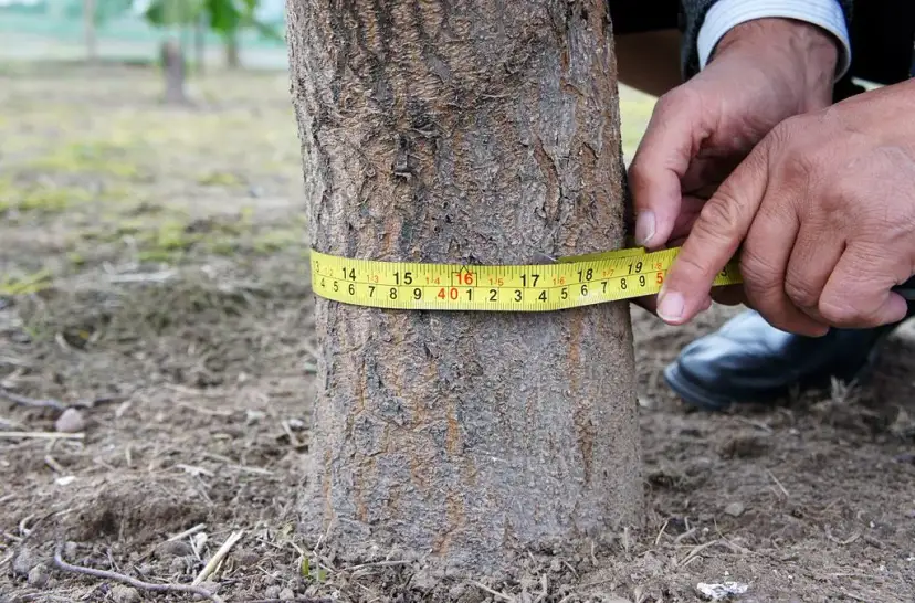 Czy na wycięcie drzewa owocowego potrzebne jest zezwolenie? Sprawdź!
