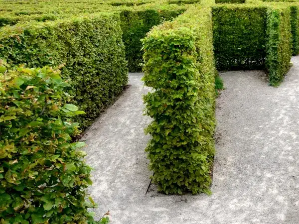 Co zamiast tuji przy ogrodzeniu? Odkryj piękne alternatywy dla swojego ogrodu