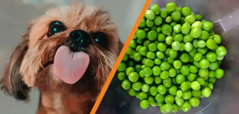 Czy pies może jeść groszek? Bezpieczne informacje i porady zdrowotne