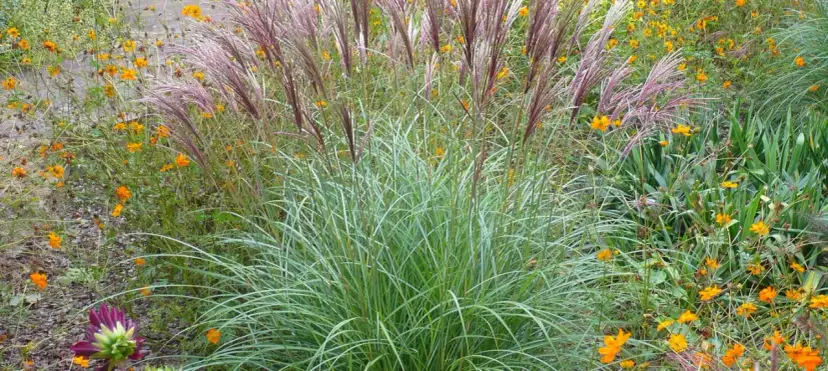 Jaki nawóz do traw ozdobnych, aby uniknąć błędów w pielęgnacji?