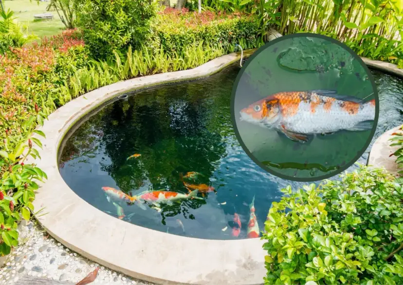 Twoje ryby łapią powietrze? Poznaj 5 przyczyn i ratuj je!