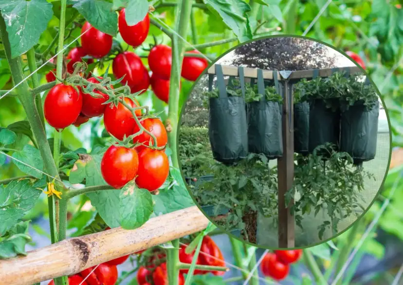 Jak sadzimy pomidory koktajlowe, aby uniknąć najczęstszych błędów