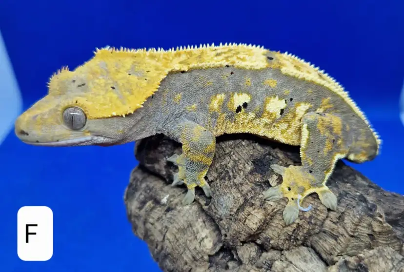 Gekon orzęsiony ile kosztuje? Sprawdź ceny i ukryte wydatki