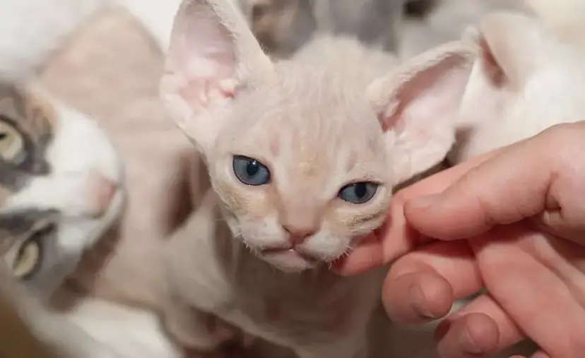 Jak prawidłowo dbać o Devon Rex - kluczowe porady pielęgnacyjne