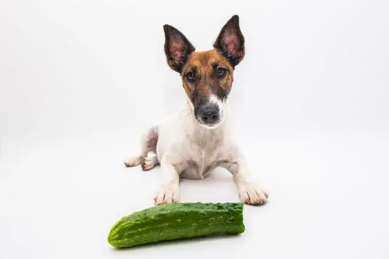 Czy pies może jeść ogórka? Bezpieczne wskazówki dla właścicieli