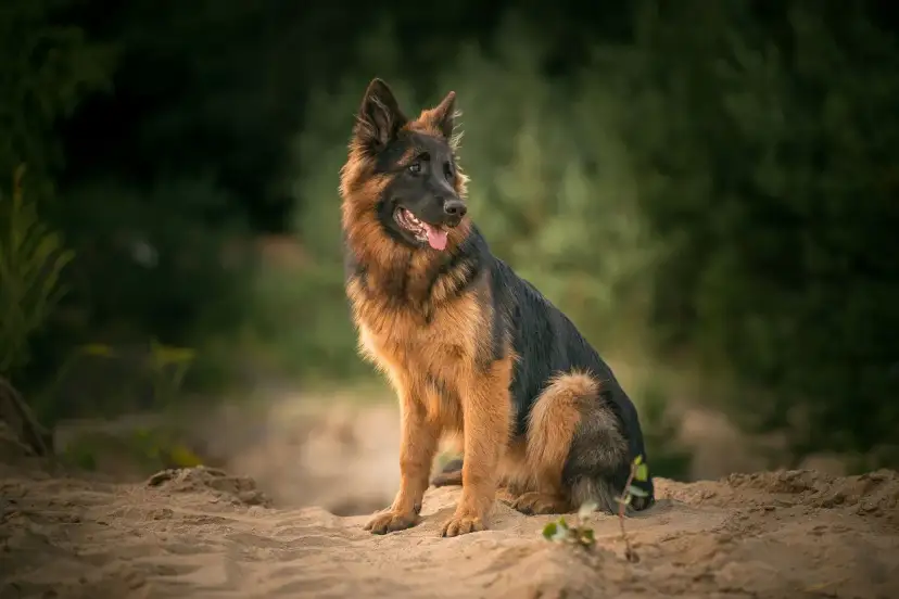 Ile kosztuje owczarek niemiecki? Ceny, czynniki i ukryte koszty