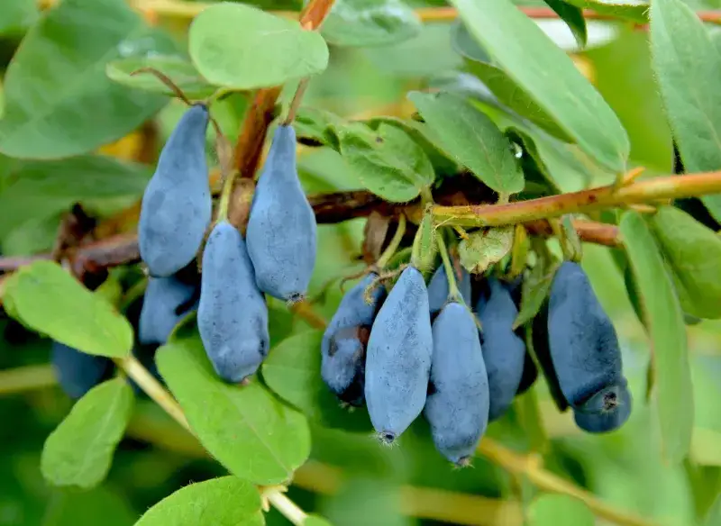 Kiedy sadzić jagodę kamczacką, aby uniknąć błędów w ogrodzie