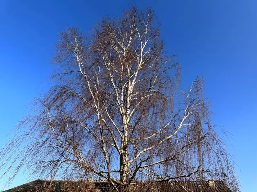 Czy rolnik może wyciąć drzewa bez zezwolenia? Sprawdź, kiedy tak!
