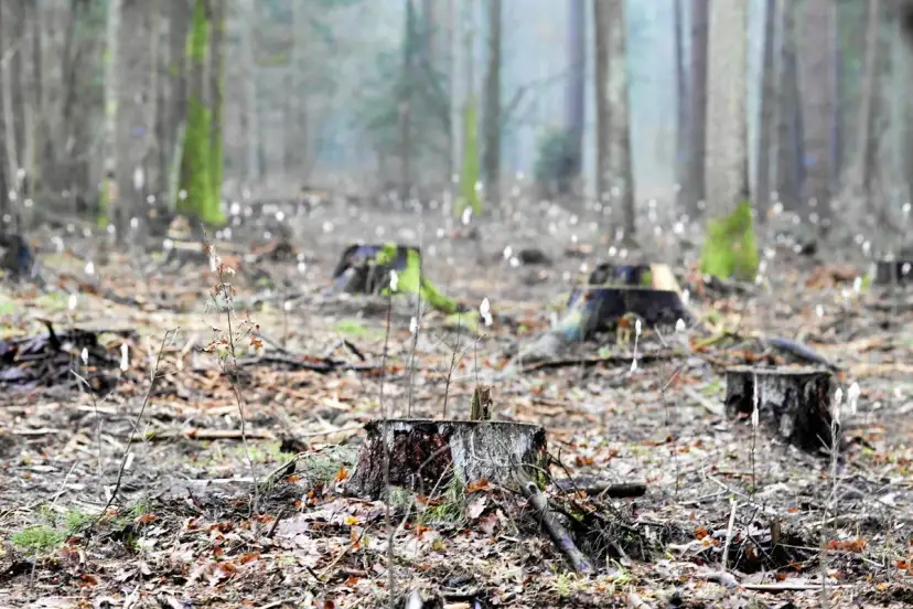 Co powoduje wycinkę drzew? Poznaj zagrożenia i skutki dla środowiska