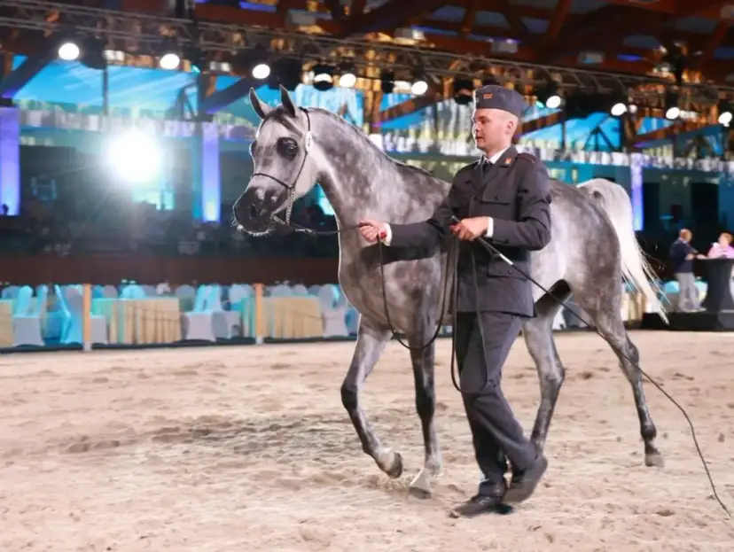 Co słychać w Janowie Podlaskim? Aukcje, sukcesy i wyzwania 2025