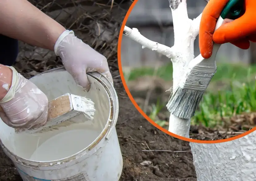 Rękawiczki i pędzel zanurzone w wiadrze z wapnem. Jak przygotować wapno do bielenia drzew, by chronić je zimą.