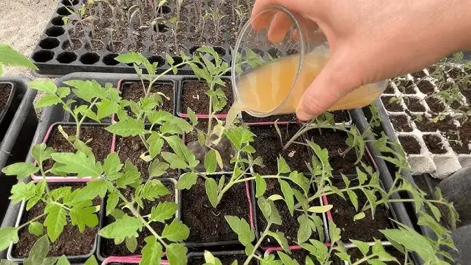 Najlepszy nawóz do rozsady pomidorów - uniknij błędów w nawożeniu