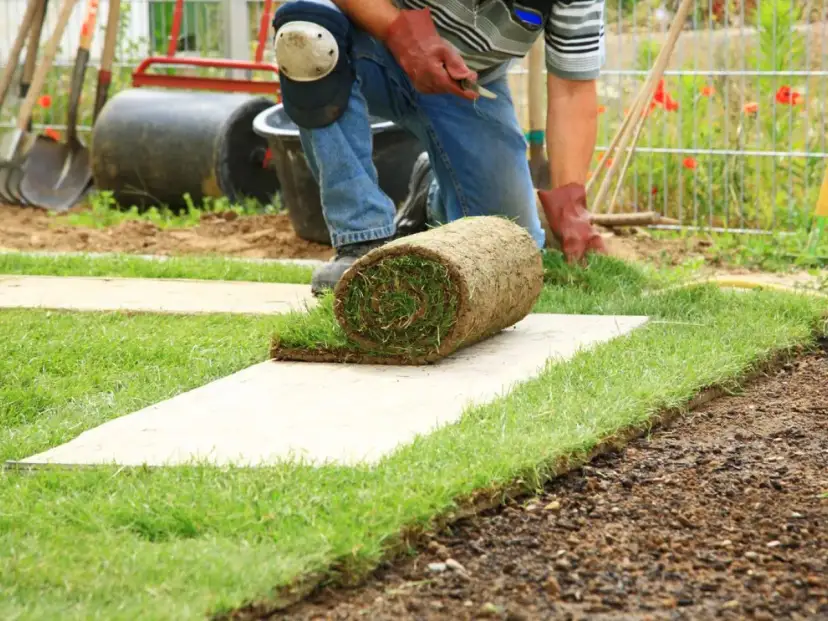 Osoba kładzie zwiniętą darń na trawniku.