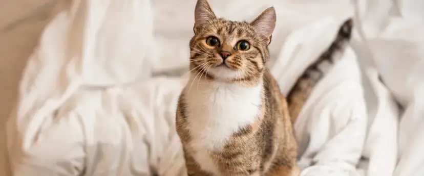 Jak sprawdzić płeć kotka – uniknij błędów i poznaj tajniki