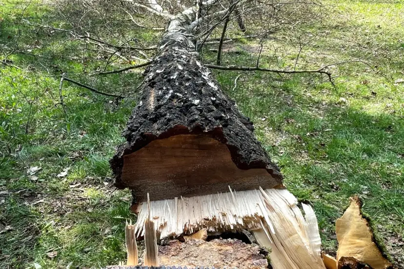 Ile bierze pilarz za wycięcie drzewa? Sprawdź koszty i czynniki wpływające