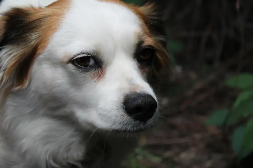 Ile kosztuje kremacja psa w Warszawie? Cennik i proces krok po kroku