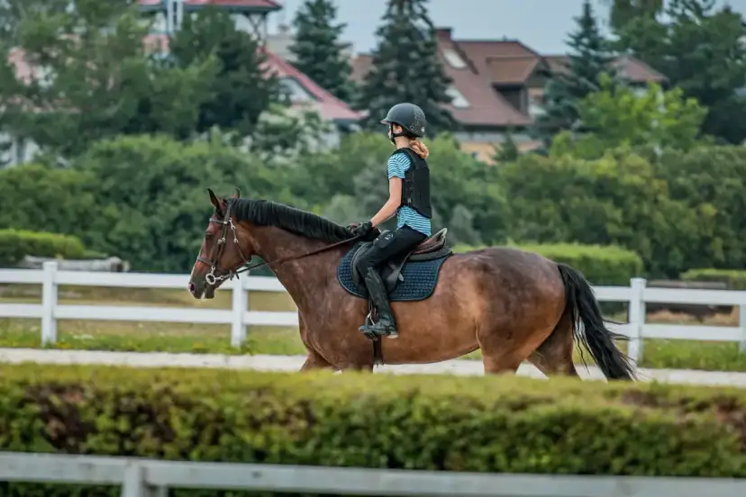 Ile kosztuje weterynarz dla konia? Cennik usług 2026