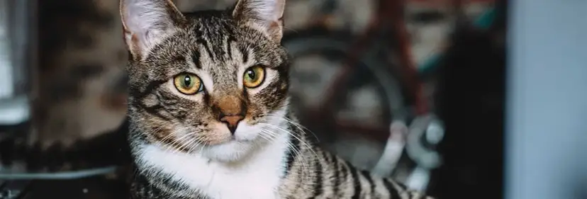 Czy koty mogą jeść naleśniki? Oto, co musisz wiedzieć o ich diecie