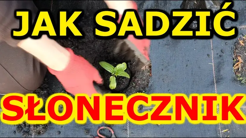Jak sadzić słonecznik: kluczowe błędy do uniknięcia i najlepsze praktyki