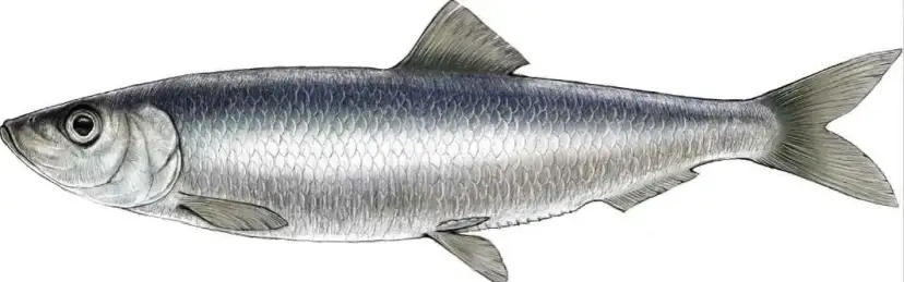 Czy śledź bałtycki jest zdrowy? Odkryj prawdę o jego bezpieczeństwie