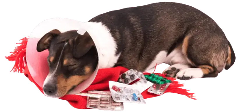 Clínica veterinaria María Jiménez: servicios y atención excepcional para tu mascota