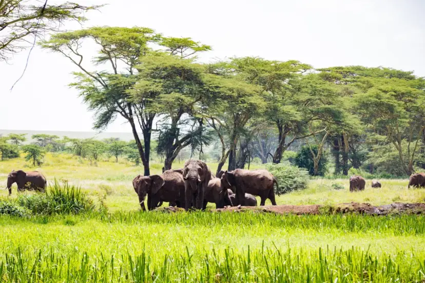 Stado słoni w kenijskiej sawannie. Ceny safari w Kenii mogą się różnić, ale widok tych zwierząt jest bezcenny.