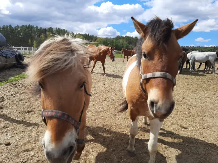 Jazda Konna Ruda Śląska: Stajnie, Cennik i Porady Eksperta