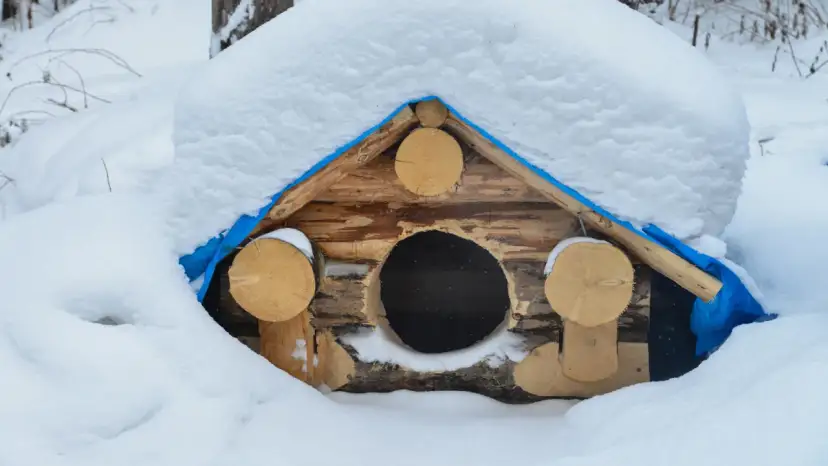 Czym obić budę dla psa, aby zapewnić mu ciepło i komfort?