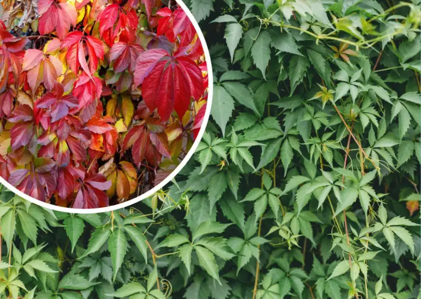 Jak sadzić winobluszcz, aby uniknąć najczęstszych błędów?