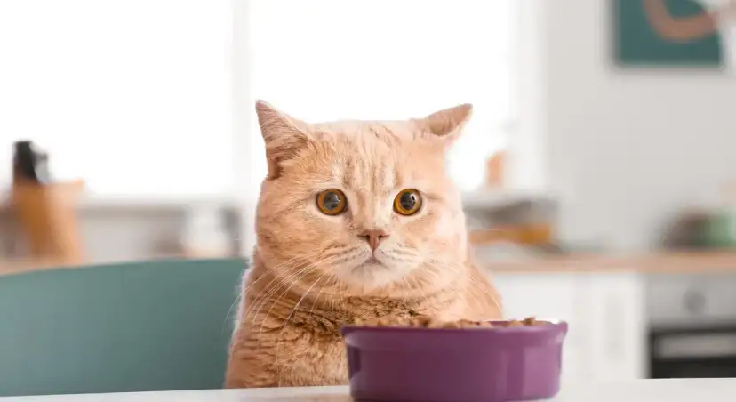 Pomarańczowy kot patrzy na miskę z karmą.