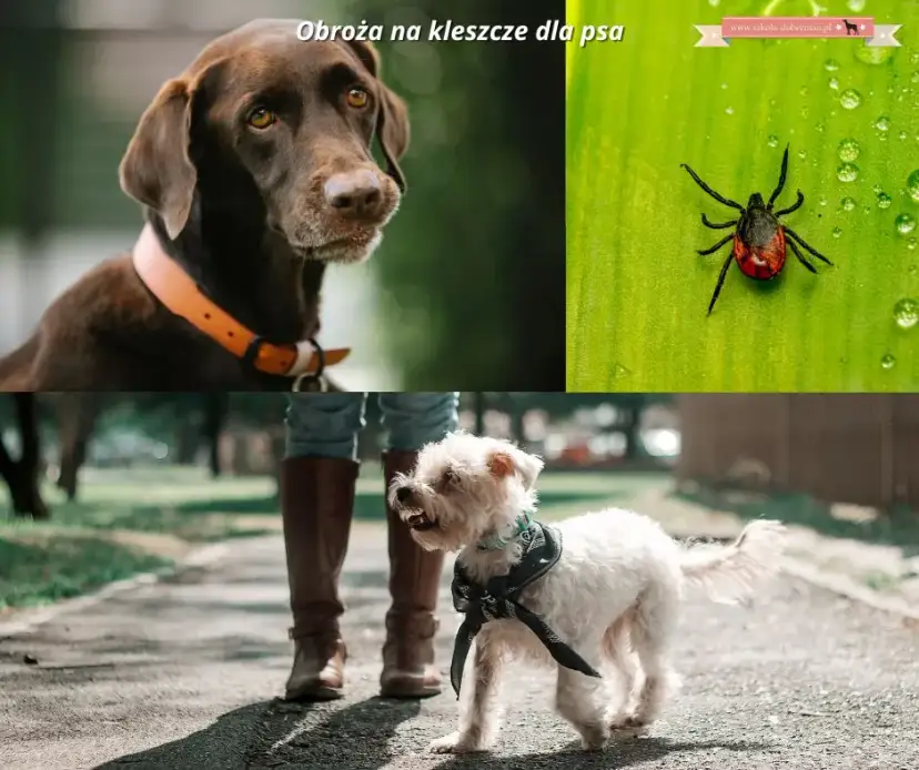 Obroża przeciwpchelna dla szczeniaka: Od 7. tygodnia bezpiecznie!