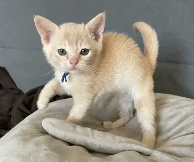 Jak opiekować się małym kotkiem bez matki – kluczowe wskazówki dla zdrowia