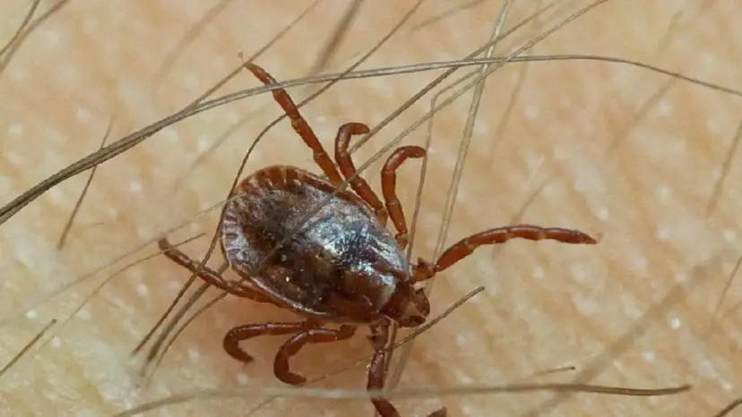 Warum beißen Zecken nicht jeden? Die überraschenden Gründe erklärt