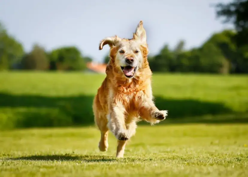 Czym się różni golden retriever od labradora? Kluczowe różnice i porady