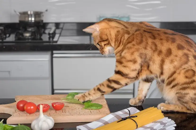 Czy koty mogą jeść owoce? Bezpieczne i toksyczne opcje dla Twojego kota