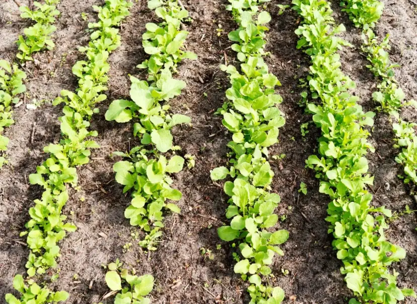 Co sadzić w lipcu, aby cieszyć się obfitymi plonami w ogrodzie