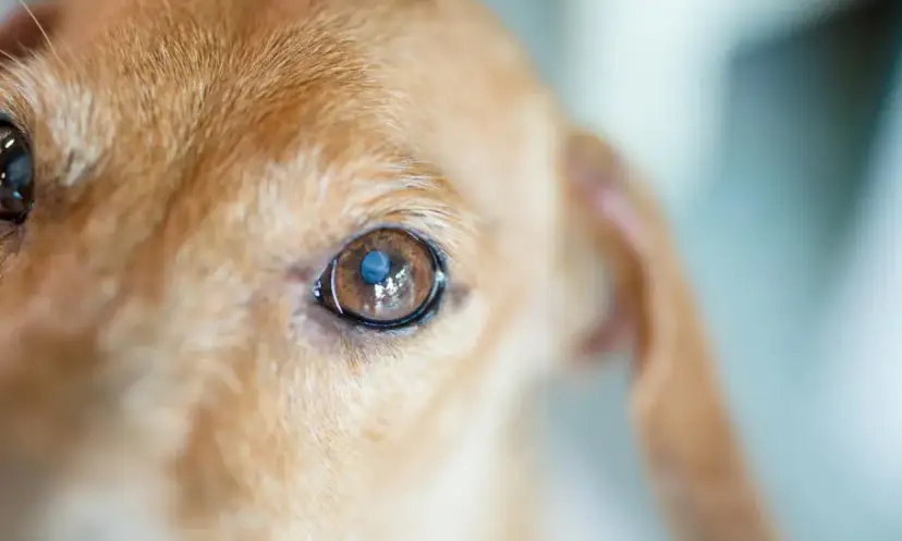 Jak widzi pies z zaćmą? Zrozumienie wpływu na jego wzrok