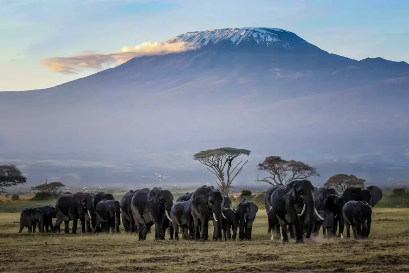 Stado słoni wędruje przez sawannę w kierunku ośnieżonego szczytu Kilimandżaro.