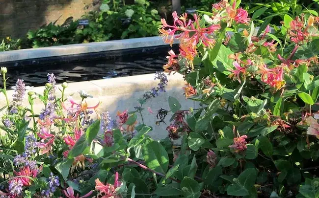 Jakie pnącza na pergole – wybierz rośliny, które przetrwają w Polsce