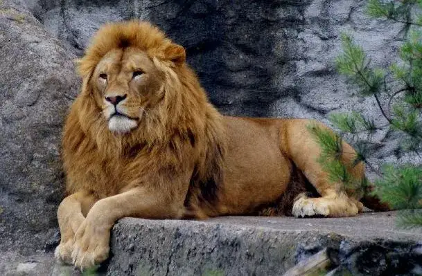 Czym żywi się lew? Zaskakujące fakty o diecie lwów w naturze