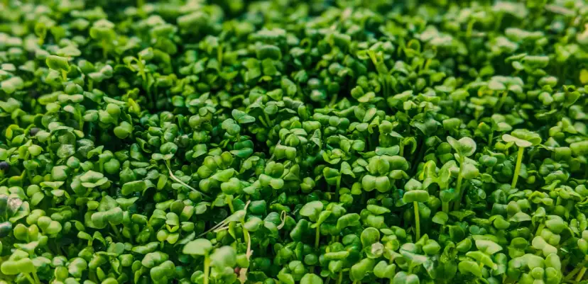 Czy pies może jeść rzeżuchę? Sprawdź, co musisz wiedzieć o zdrowiu psa