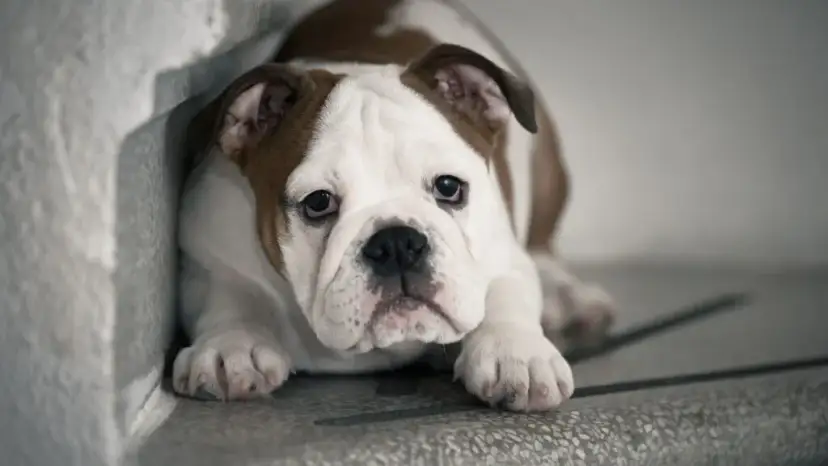 Jak postępować z wystraszonym psem, aby zbudować jego pewność siebie