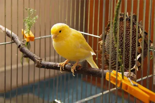 Kanarki razem czy osobno - jak uniknąć konfliktów w hodowli