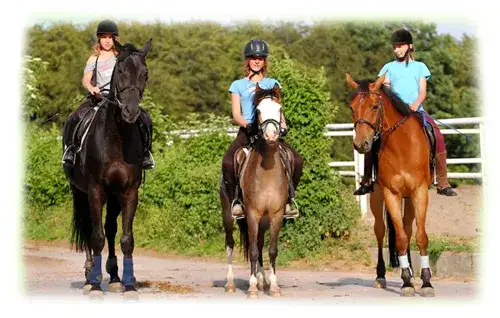 Stadnina koni Gdańsk: Cennik, oferty, jak wybrać idealną?