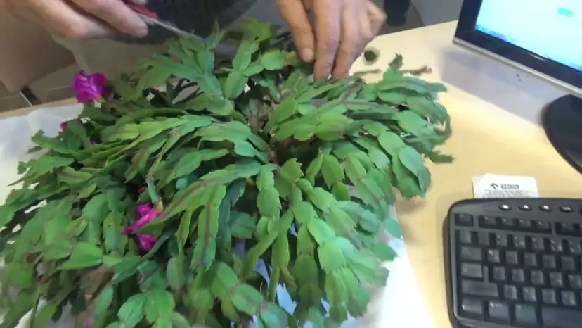 Jak dbać o grudnika - skuteczne sposoby na piękne kwitnienie