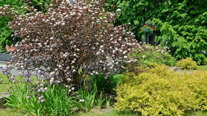 Pęcherznica: Kiedy i jak przycinać? Sekret bujnego wzrostu i koloru