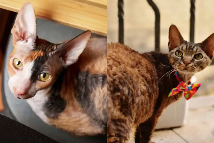 Różnice między Devon Rex a Cornish Rex: co musisz wiedzieć?